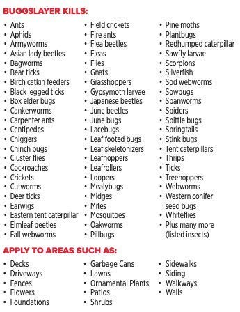 BUGGSLAYER Insecticide - Concentrate - Outdoor Box Elder Bugs, Stink Bugs, Asian Lady Beetles - 16 oz Bottle