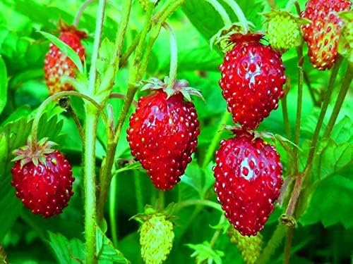 Seeds Alpine Strawberry Alexandria/Everbearing/All Year Round/Non GMO/Heirloom