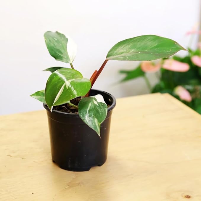 White Philodendron Plant in 4" Pot, Live Philodendron Plant Houseplant for Indoors Garden