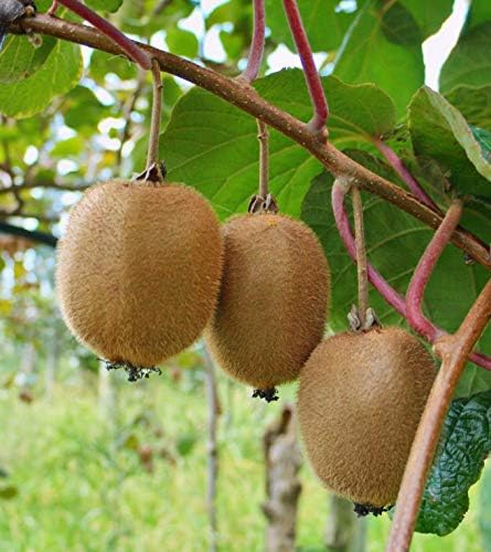 Kiwi Seeds for Planting, 30+ Seeds per Packet, (Isla's Garden Seeds), 50-70% Germination in Prime Conditions, Tree/Vine, Scientific Name: Actinidia chinensis, Great Fruit Garden Gift