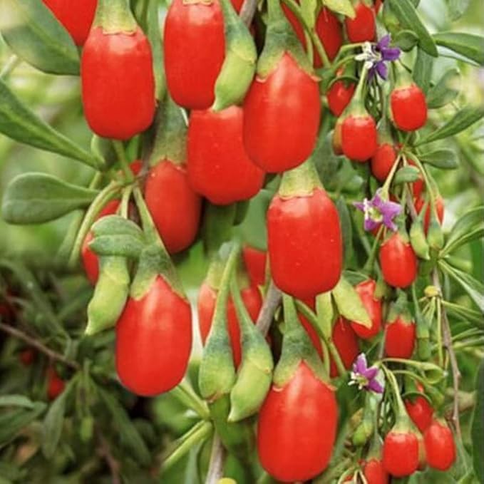 10 Red Goji Berry Live Cuttings, Berry Fruits for Planting Ornaments Perennial Garden Simple to Grow Pots