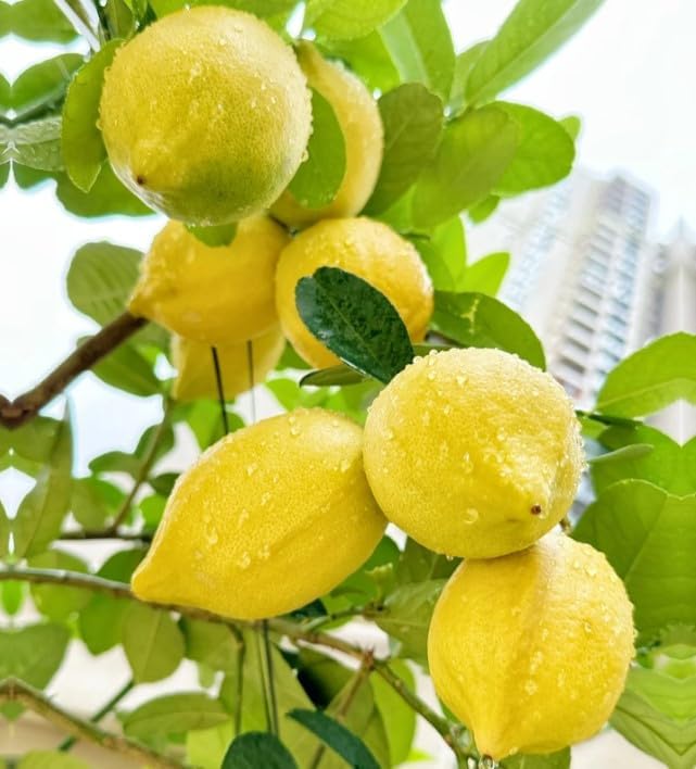 30pcs Perfume Lemon Seeds - Grow Your Own Bonsai or Full-Size Fruit-Bearing Tree - Non-GMO, Heirloom, Organic - Ideal for Zones 8-11