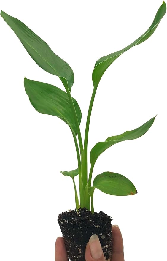 Live Orange Birds of Paradise Plant - ‘Orange Birds of Paradise’ Strelitzia Reginae - ragnaroc Tropical Plant 6-10” Tall - 4ct - Live Arrival Guaranteed - House Plants for Home Decor & Gift
