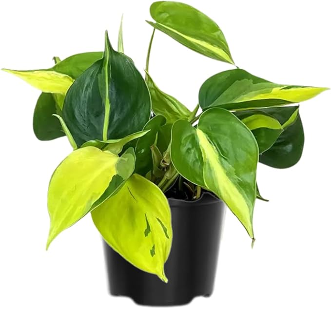 Variegated Yellow Green Philodendron Live Plant, Tropical Plant in 4 Inch Pot, Ready to Grow, Live Indoor Houseplant
