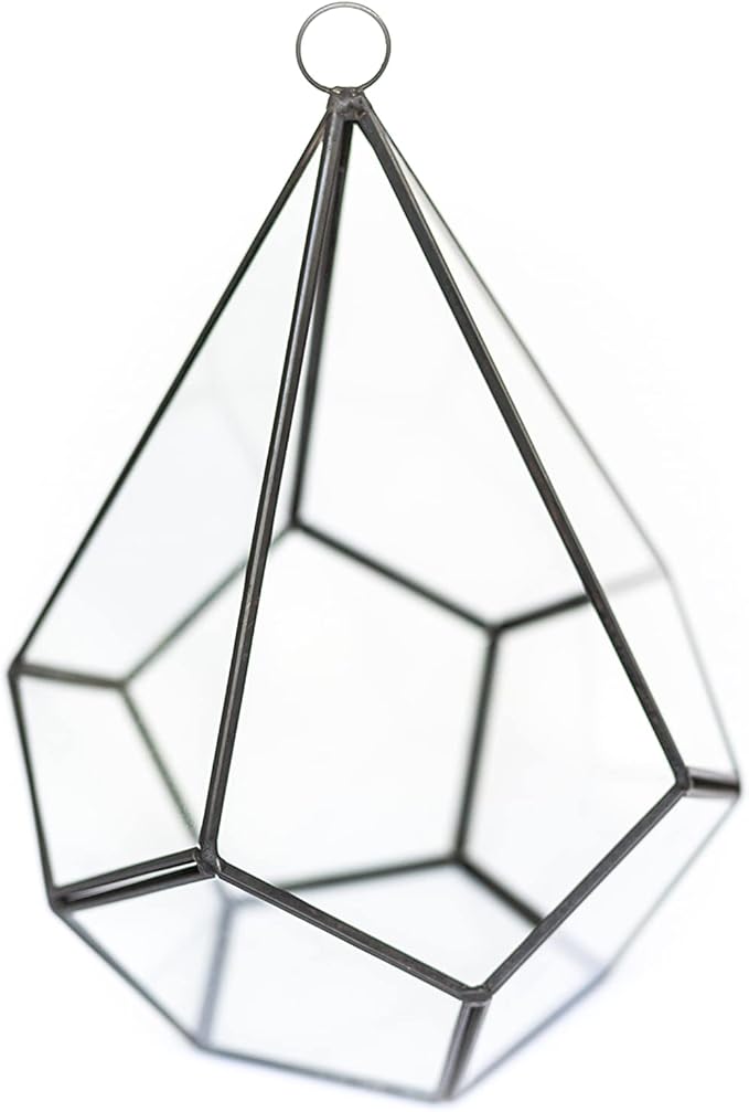 DIY Terrarium Kit with Air Plants - Air Plant Tillandsia Holder - Live Tillandsia Succulent House Plant - Wholesale and Bulk - Home and Garden Decor - Easy Care Indoor and Outdoor Plant (Pentagon)