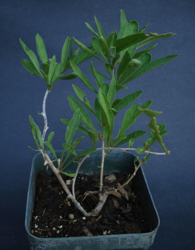 Live Goji Berry Plant Bush for Planting, Goji Berry Ready to Plant, 4 to 10 Inc Tall, Come No Pot, Goji Berries Tree Plant Live