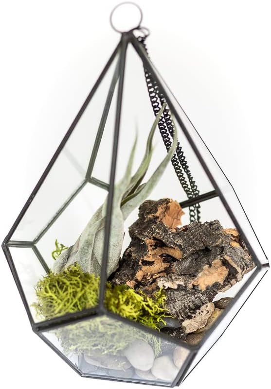 DIY Terrarium Kit with Air Plants - Air Plant Tillandsia Holder - Live Tillandsia Succulent House Plant - Wholesale and Bulk - Home and Garden Decor - Easy Care Indoor and Outdoor Plant (Pentagon)