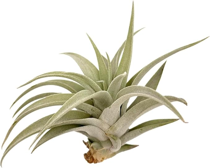 ragnaroc Air Plants - Flowering Tillandsia Harrisii, Large 3-5" - 2ct - Live Arrival Guaranteed - House Plants for Home Decor & Gift