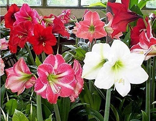 Amaryllis Garden Bulbs for Planting - Top Size Bulbs - Grow Amazing Mixed Color Amaryllis Flowers (5 Bulbs)