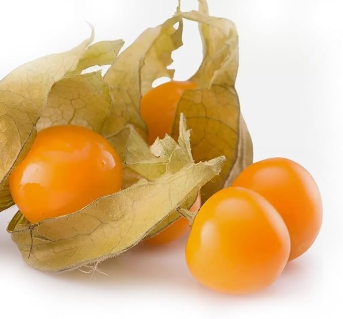100PCS Cape Gooseberry Seeds Rare Fruit Spring Ground Cherry-Heirloom Seeds