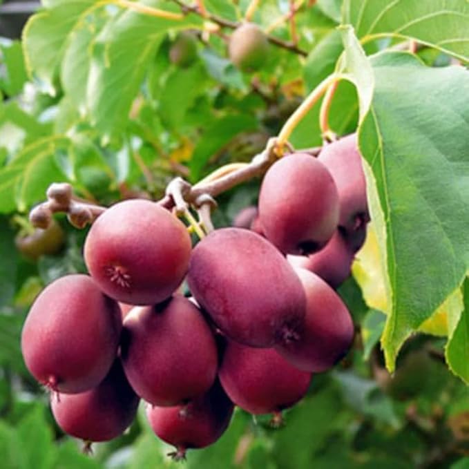 Set of 2 Live Hardy Kiwi Berry Plants, Fast-Growing Kiwi Vines for Garden or Trellis, Well-Rooted Starter Plants, 5-9" Tall