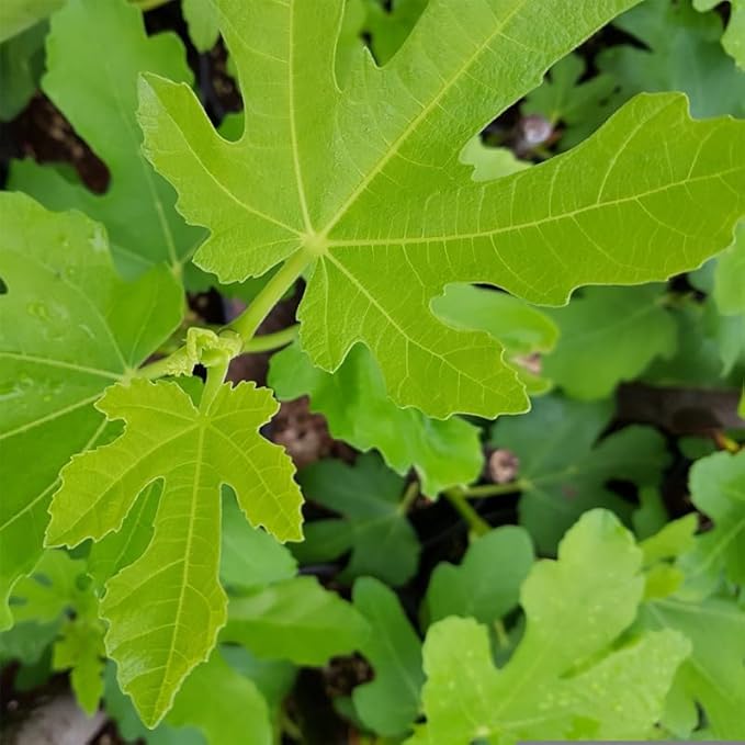 Fig Tree Collection (4 Pack) Edible Fruit Plant from Our Optimal Picks | Easy to Grow Plants for Sustainable Living | Grow Your own Food on Your Edible Organic Garden | Live for Planting | No Seeds