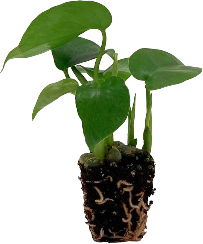 ragnaroc Monstera Deliciosa 2-4" 2ct – Live Plant for Indoor Outdoor Use, Garden & Landscaping – Live Arrival Guaranteed