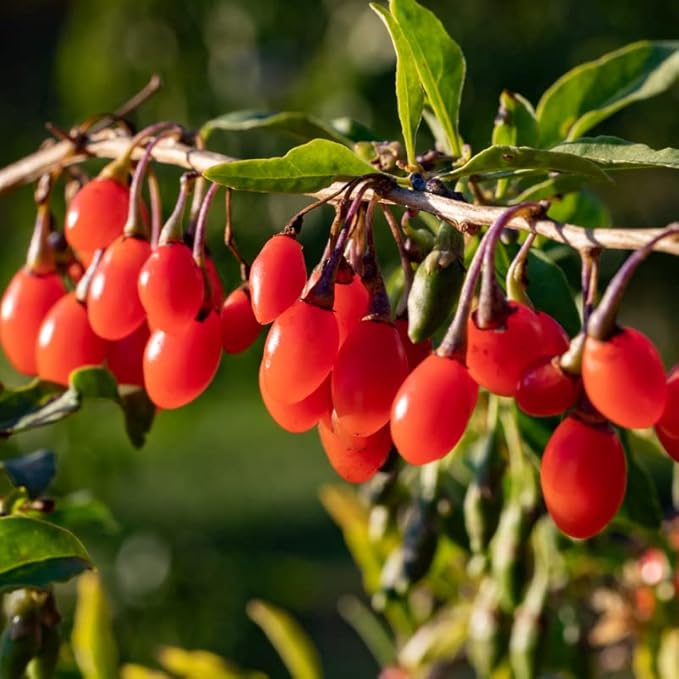 10 Red Goji Berry Live Cuttings, Berry Fruits for Planting Ornaments Perennial Garden Simple to Grow Pots