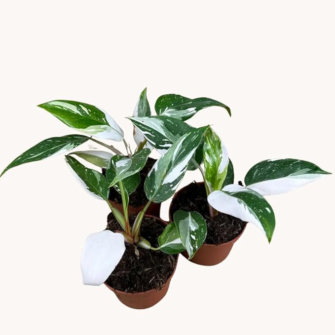 White Philodendron Plant in 4" Pot, Live Philodendron Plant Houseplant for Indoors Garden