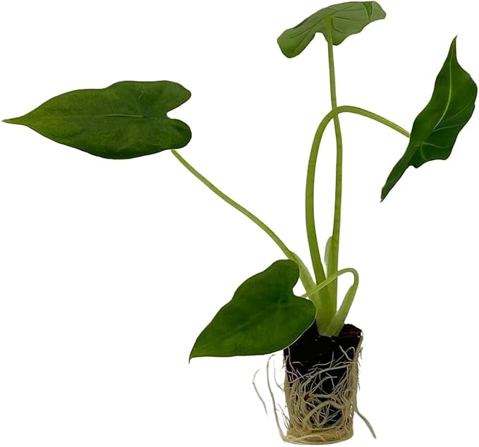 ragnaroc Alocasia Frydek ‘Velvet Elvis’ 2-4" (Alocasia micholitziana) 4ct – Live Plant for Indoor Outdoor Use, Garden & Landscaping – Live Arrival Guaranteed