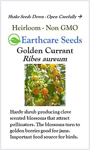Golden Currant 50 Seeds (Ribes aureum) Non GMO - Open Pollinated - Heirloom