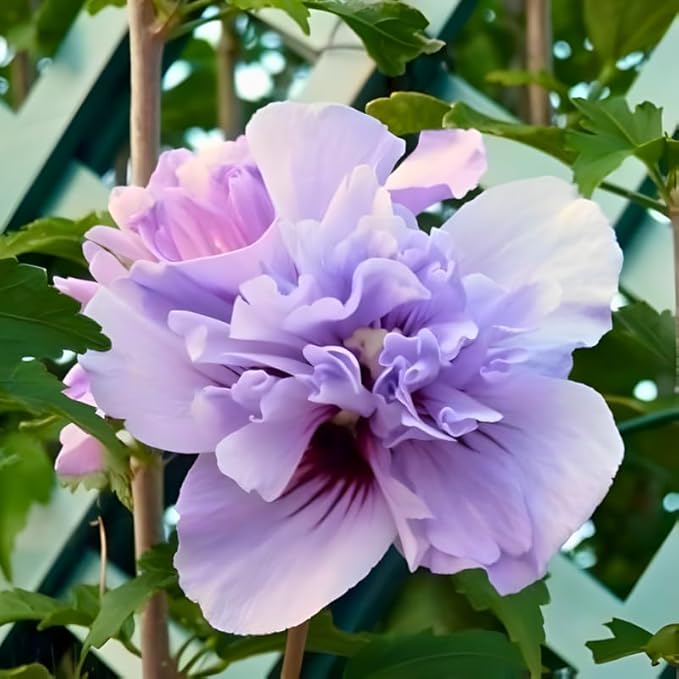 2 Purple Althea Live Plants - Rose of Sharon | 12–18 Inch Tall Flowering Trees | Hardy Hibiscus Shrubs for Outdoor Planting, Landscaping & Garden Beds
