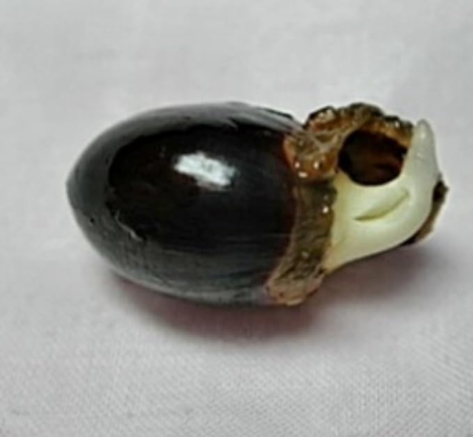 20 Longan Seeds Rare Dwarf Longan Sweet and Juicy Fruit Tree Bonsai