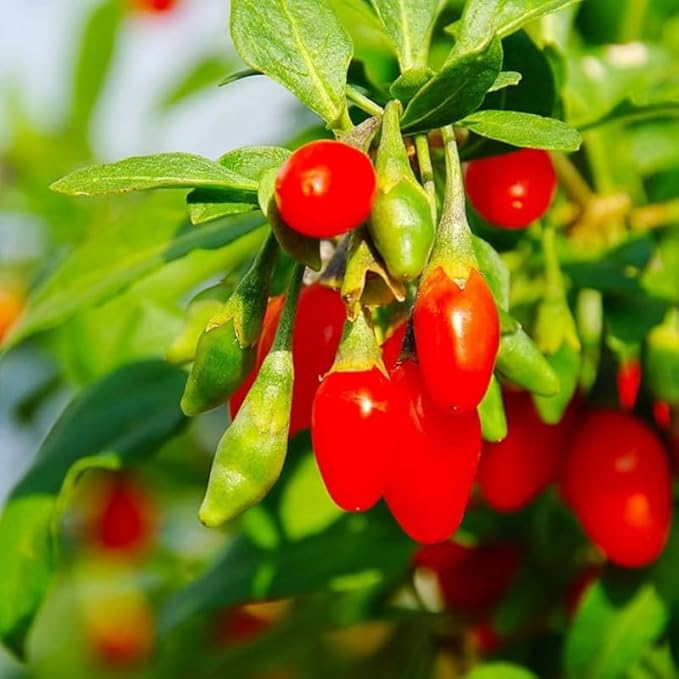 3 Red Goji Berry Trees Live Plant, Goji Berry Plant Live for Growing from 6-9 Inches Tall, Goji Berry Fruit Tree Plant Ready to Grow