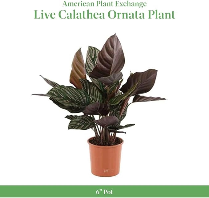 American Plant Exchange Live Calathea Ornata – 6-Inch with Pot Cover – Pet-Friendly Tropical Houseplant with Pink-Striped Leaves for Low Light Homes, Offices & Indoor Décor
