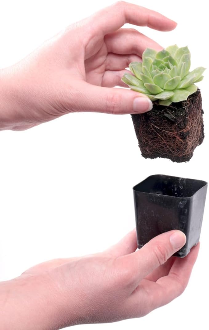 Mountain Crest Gardens Hardy Succulent Variety Pack - 12 Frost-Tolerant Live Plants, Rooted in 2 Inch Pots - Real Outdoor Succulents for Rock Gardens, Landscaping, DIY Arrangements