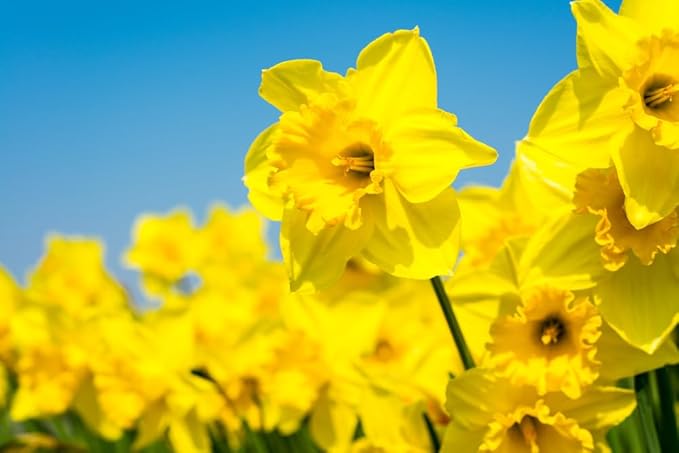 Bulk Yellow Daffodil Bulbs for Planting - Dutch Master Value Bag - Plant in Gardens, Borders & Flowerbeds - Bulb Size 10/12 cm - Easy to Grow Fall Flowers Bulbs (25 Bulbs)