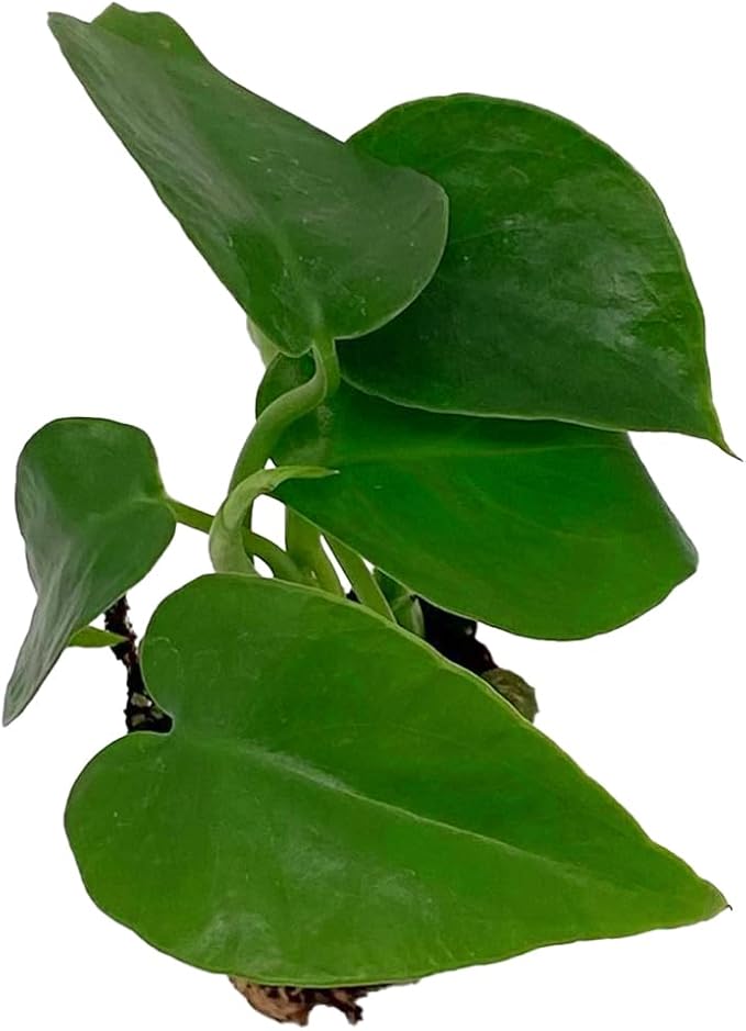 ragnaroc Monstera Deliciosa 2-4" 2ct – Live Plant for Indoor Outdoor Use, Garden & Landscaping – Live Arrival Guaranteed