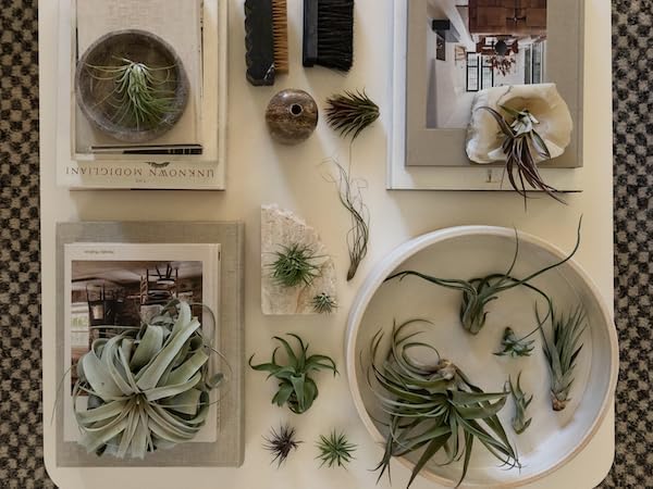 ragnaroc Air Plants - Odin Gift Box - 5ct - Live Arrival Guaranteed - House Plants for Home Decor & Gift