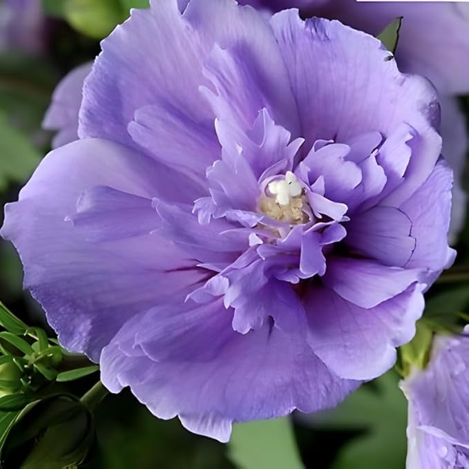 2 Purple Althea Live Plants - Rose of Sharon | 12–18 Inch Tall Flowering Trees | Hardy Hibiscus Shrubs for Outdoor Planting, Landscaping & Garden Beds