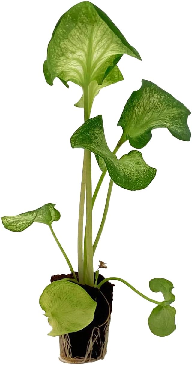 ragnaroc Caladium ‘White Butterfly’ 2-4" (Caladium Bicolor) 4ct – Live Plant for Indoor Outdoor Use, Garden & Landscaping – Live Arrival Guaranteed