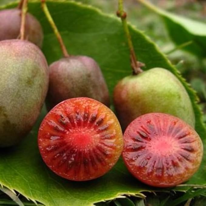 Set of 2 Live Hardy Kiwi Berry Plants, Fast-Growing Kiwi Vines for Garden or Trellis, Well-Rooted Starter Plants, 5-9" Tall