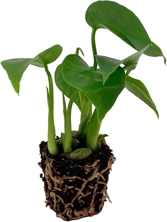 ragnaroc Monstera Deliciosa 2-4" 2ct – Live Plant for Indoor Outdoor Use, Garden & Landscaping – Live Arrival Guaranteed