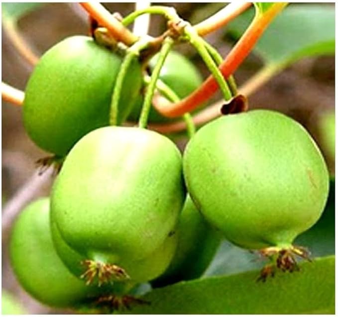 Actinidia arguta (Bower Actinidia, Hardy Kiwi, Kiwi Berry, Tara Vine) Fruit Seeds, Fruit with Sweet and Slightly Tart Flavor, Seeds by MySeeds.Co, You Choose The Amount (0.25 oz)