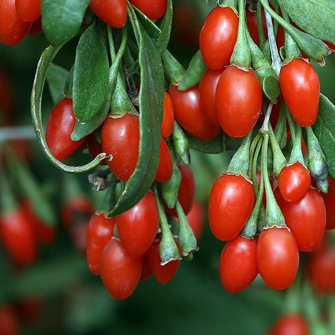 10 Red Goji Berry Live Cuttings, Berry Fruits for Planting Ornaments Perennial Garden Simple to Grow Pots