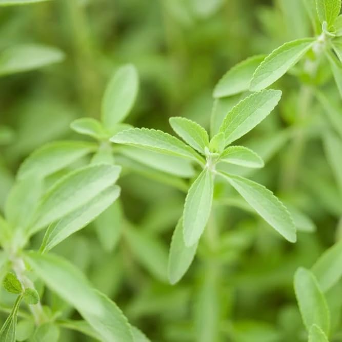 Natural Herbal Live Zero Calorie Sugar Replacement. Stevia Plants. Sweet Leaf, Sugar Leaf, Natural Sugar Substitute Herb, Easy to Grow (4 stevia Cups)