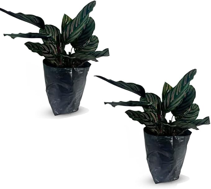 LEAL PLANTS ECUADOR Calathea Ornata Sanderiana (Pack of 2)| Elegant Pinstripe Prayer Plant for Indoor Natural Décor | Pink Striped Foliage | Lush Pet-Friendly Indoor Plants Home, Office & Gift