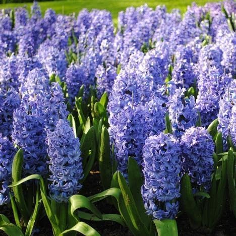 Delft Blue Hyacinth Bulbs - Perennial Hyacinthus Orientalis 'Delft Blue' | Fragrant Hyacinth Flowers, Long Lasting Beauty - Easy to Grow (25 Pack)