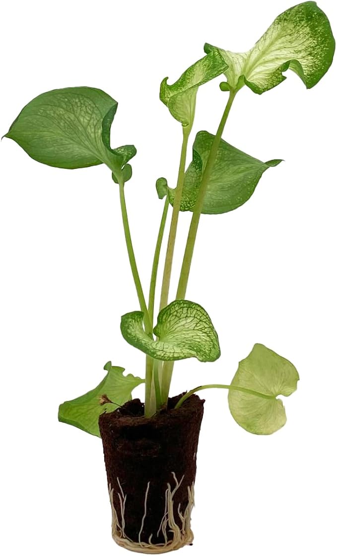 ragnaroc Caladium ‘White Butterfly’ 2-4" (Caladium Bicolor) 2ct – Live Plant for Indoor Outdoor Use, Garden & Landscaping – Live Arrival Guaranteed