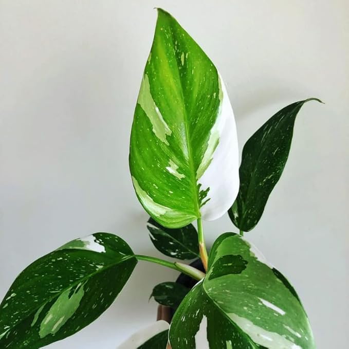 White Philodendron Plant in 4" Pot, Live Philodendron Plant Houseplant for Indoors Garden