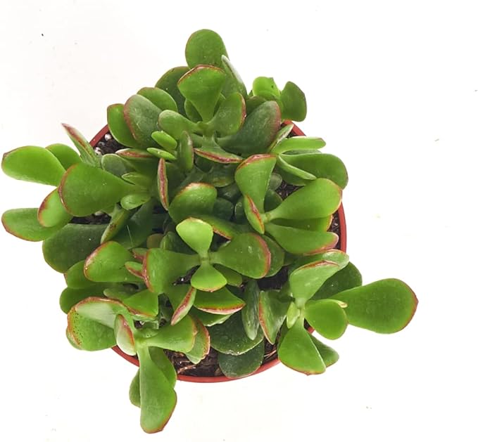 Shop Succulents Jade Succulent Plant, Crassula Ovata Fully Rooted Live 4" Succulent Plant, Low Maintenance Indoor Plant, Hardy Succulents, Hard to Kill Plants, Wedding and Party Favors, Gift & Garden