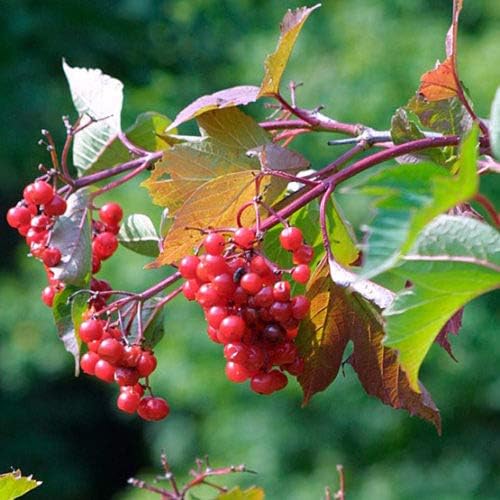 American Cranberry Bush Seeds (Viburnum trilobum) – 25+ Heirloom Seeds per Packet by Isla’s Garden Seeds, Hardy Shrub with Red Berries, Edible Landscaping for Home Gardens