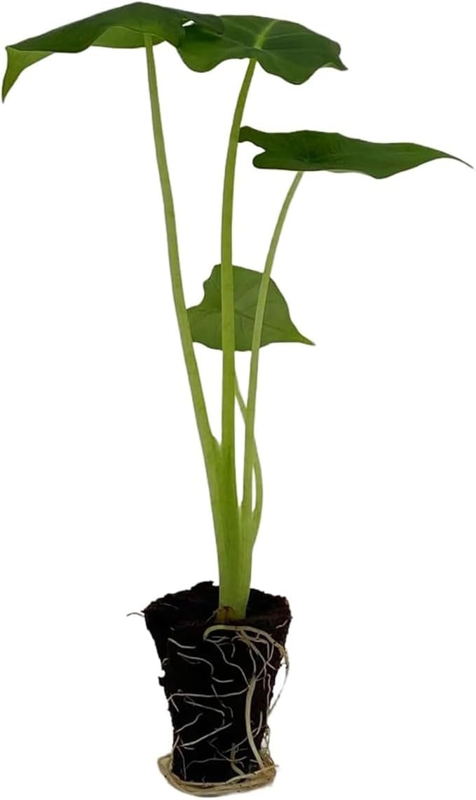 ragnaroc Alocasia Frydek ‘Velvet Elvis’ 2-4" (Alocasia micholitziana) 4ct – Live Plant for Indoor Outdoor Use, Garden & Landscaping – Live Arrival Guaranteed
