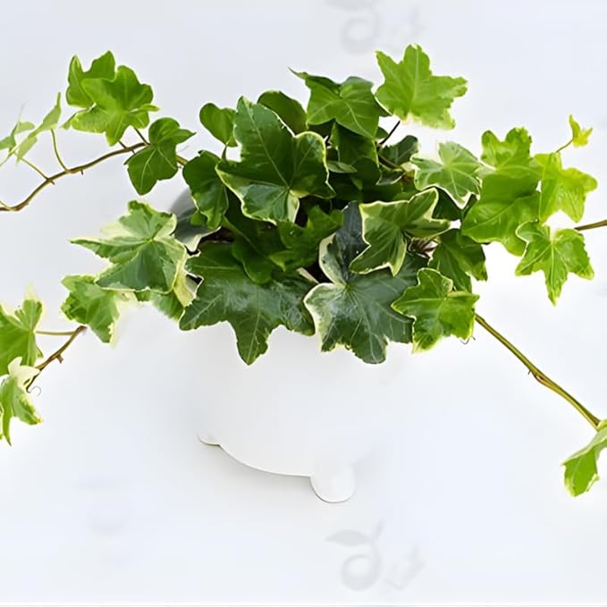 Gold Child Ivy Indoor Plant in 4 Inch Pot | Fast-Growing Live English Ivy Plant for Indoor Décor | Classic Gold Child English Ivy Houseplant for Hanging Pots & Indoor Landscaping