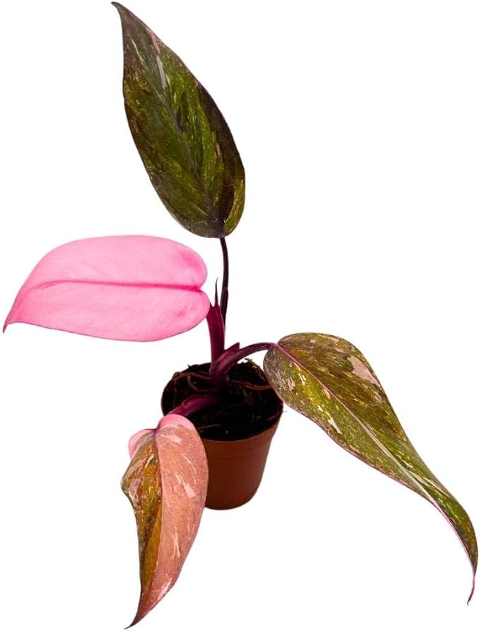 BubbleBlooms Philodendron Pink Naomi 2 inch Pink Princess