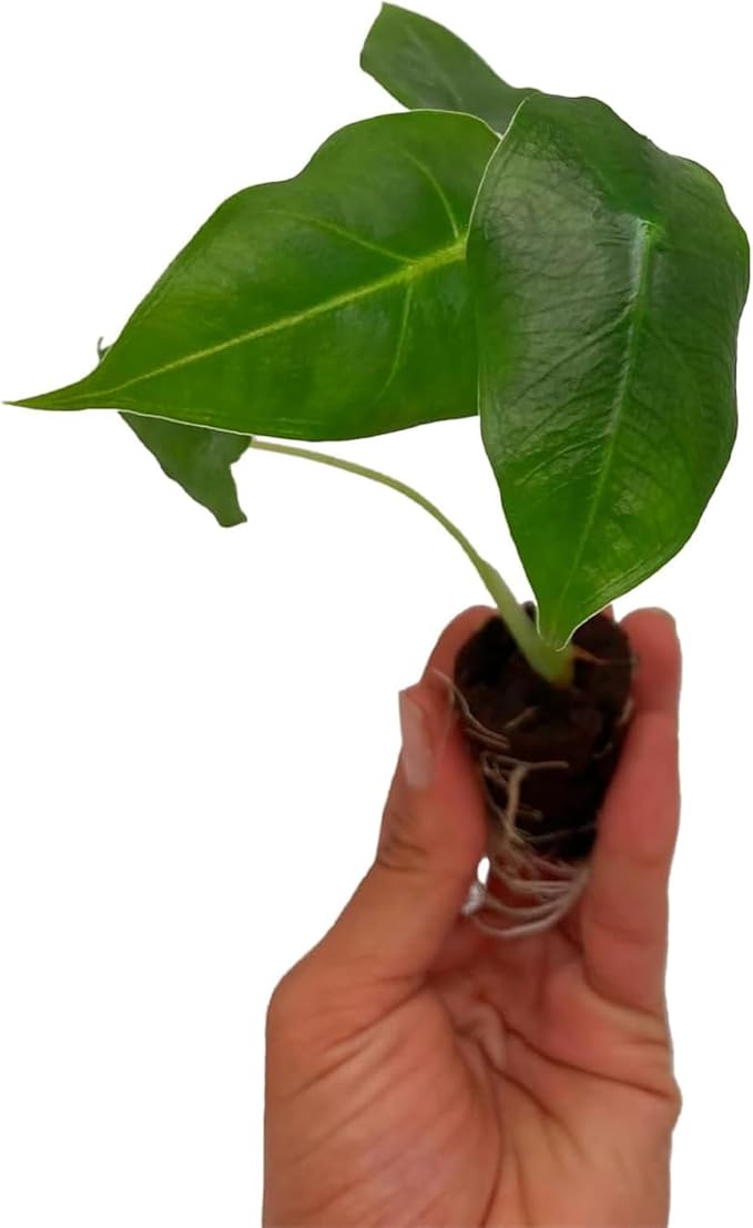 ragnaroc Alocasia Frydek ‘Velvet Elvis’ 2-4" (Alocasia micholitziana) 2ct – Live Plant for Indoor Outdoor Use, Garden & Landscaping – Live Arrival Guaranteed