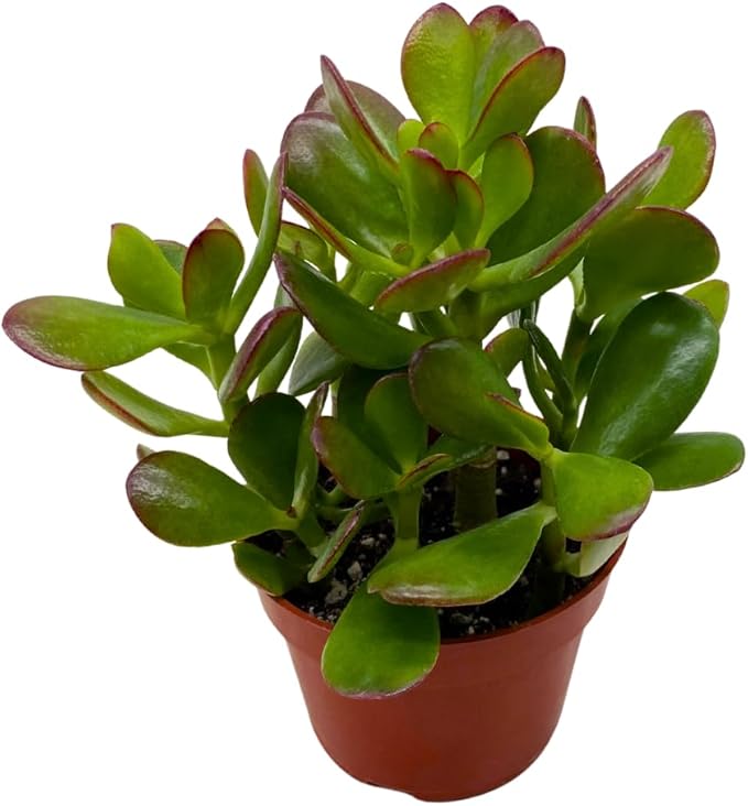BubbleBlooms Jade Succulent in a 4 inch Pot Crassula ovata