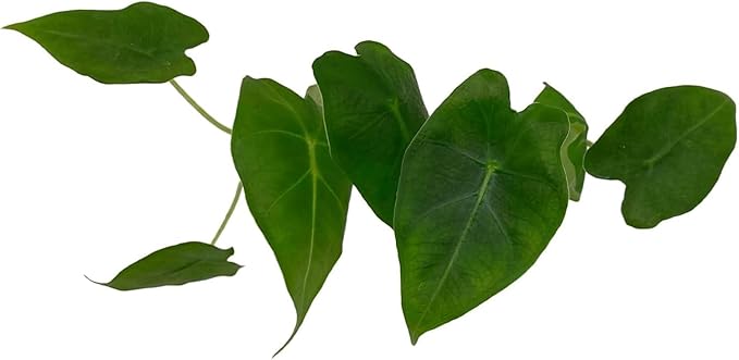 ragnaroc Alocasia Frydek ‘Velvet Elvis’ 2-4" (Alocasia micholitziana) 4ct – Live Plant for Indoor Outdoor Use, Garden & Landscaping – Live Arrival Guaranteed