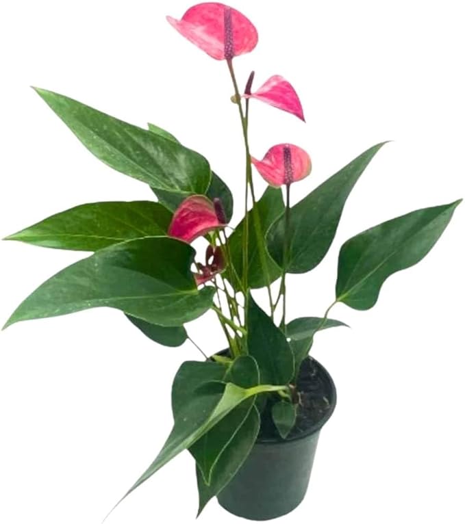 BubbleBlooms Anthurium Purple, 4 inch