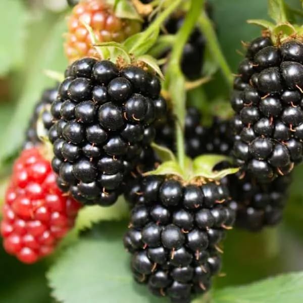 200+ BlackBerry Seeds for Planting - Non-GMO Seeds - Organic BlackBerry Seeds to Plant for Garden Outdoor - Sweet,Healthy Fruit